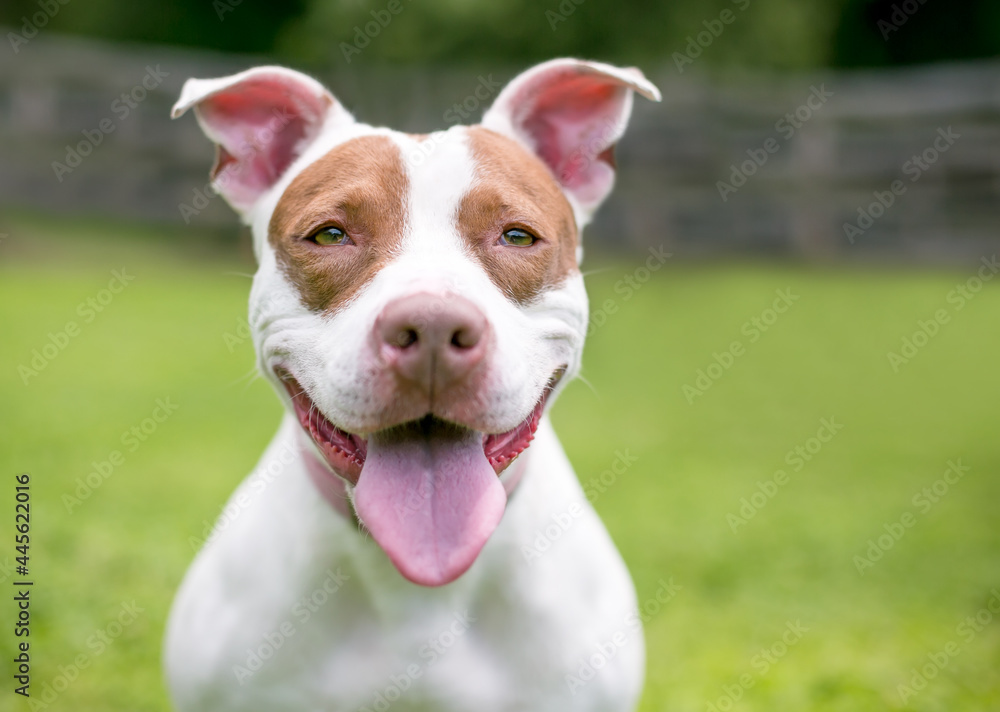 A red and white Pit Bull Terrier mixed breed dog panting A red and white Pit Bull Terrier mixed breed dog panting