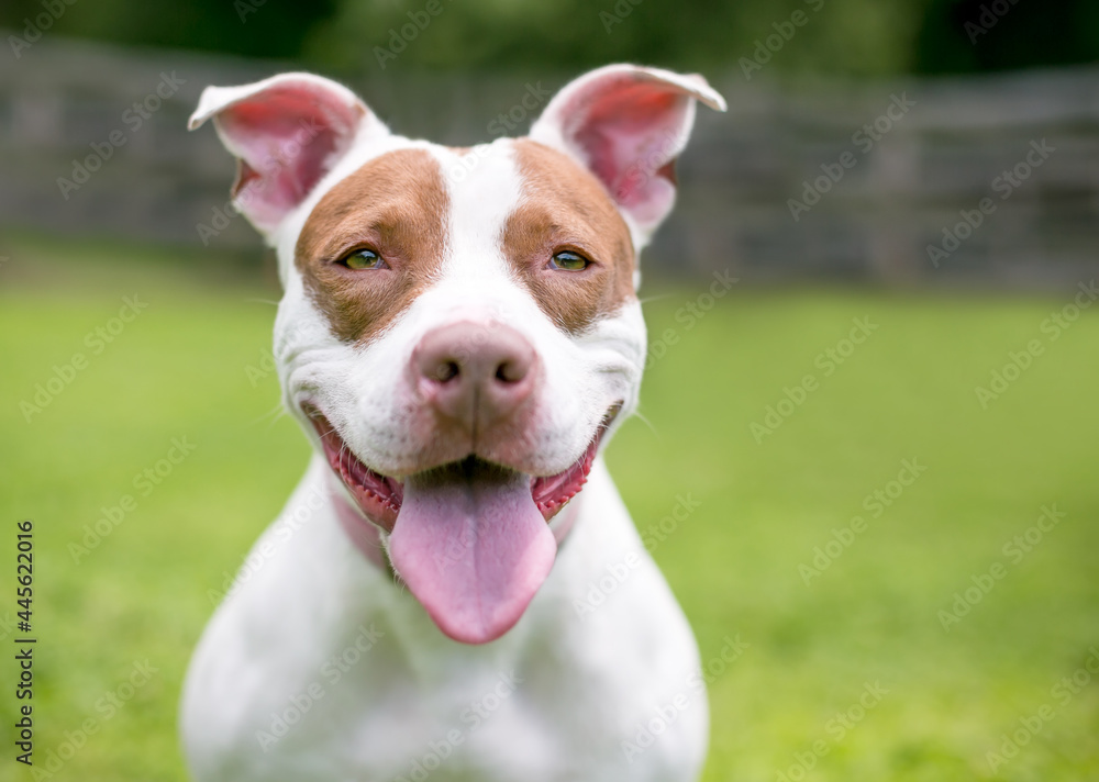 A red and white Pit Bull Terrier mixed breed dog panting