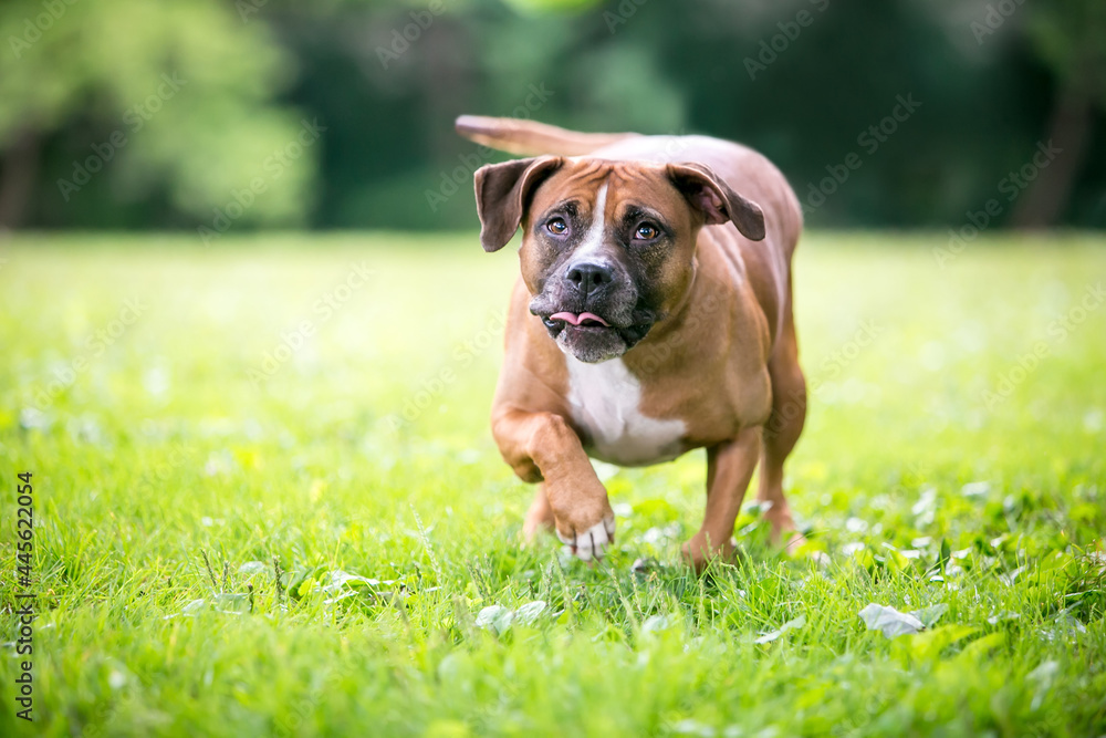 A Boxer x Pit Bull Terrier mixed breed dog walking with a crouched posture and a look of concentration on its face