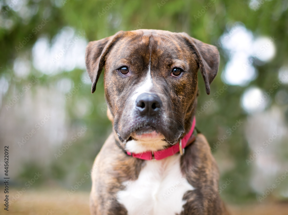 A brindle and white Boxer x Pit Bull Terrier mixed breed dog wearing a red collar