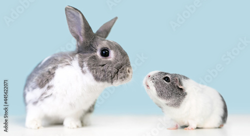 A cute gray and white Dwarf mixed breed pet rabbit and an American Guinea Pig looking at each other