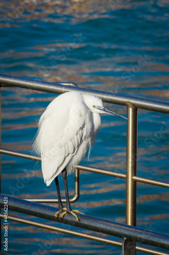 Una garzetta appollaiata sul corrimano di un imbarcadero dei vaporetti a Venezia © Andrea Vismara