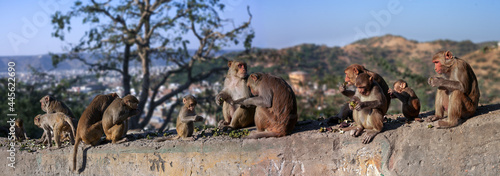 Canvas Print Monkeys at lunch in Hanuman Ji Temple, Jaipur, Rajasthan, India