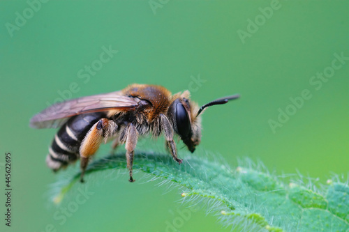 Selective focus shot of a small gorse mining bee (Andrena ovatula) on a green leaf photo