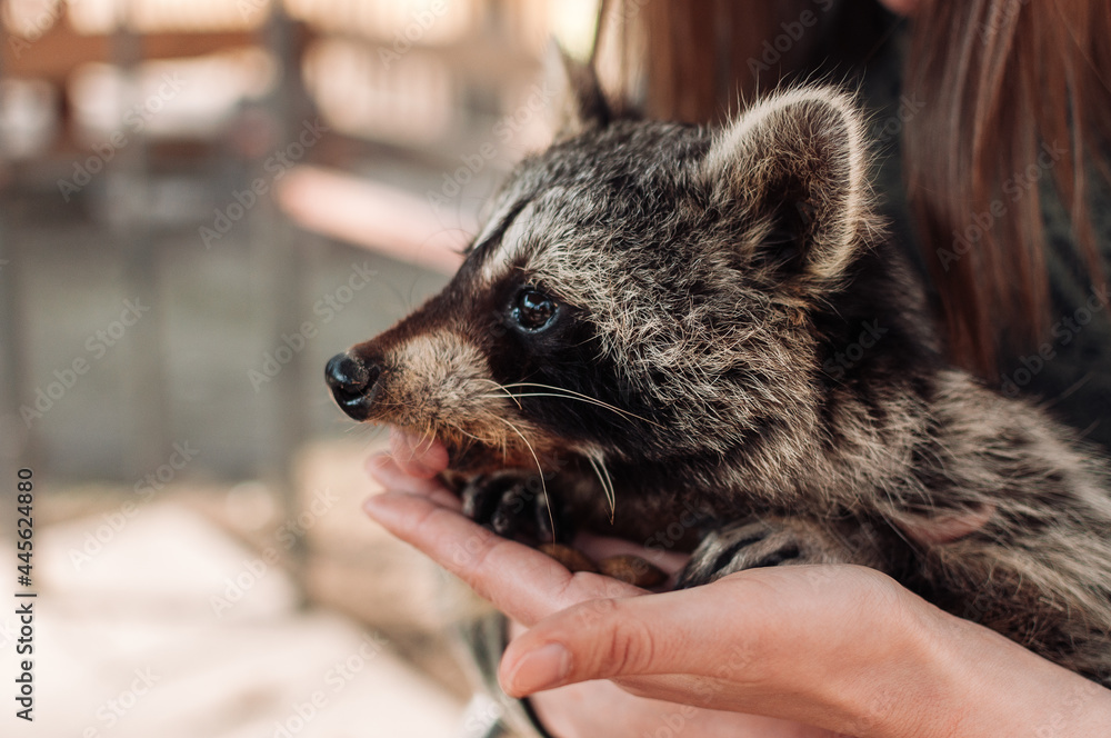 Foto Stock A cute raccoon sits in a girl's arms. Cute fluffy male raccoon.  A tamed mammal at a petting zoo. selective focus | Adobe Stock
