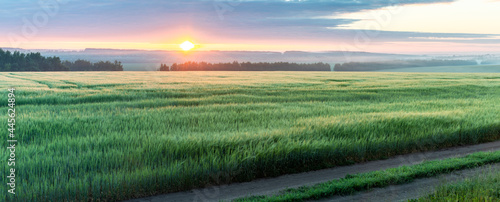 sunrise in a cloudy sky over a rye field, panoramic view