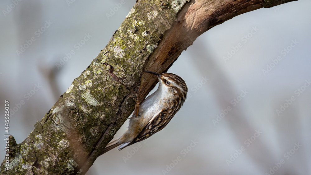 Fototapeta premium Certhia brachydactyla, Agateador