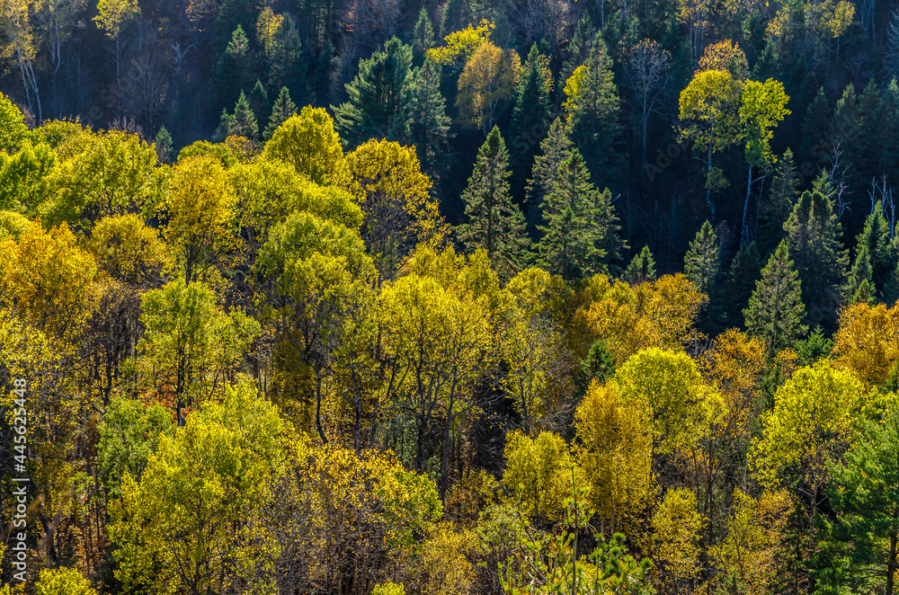 Colorful trees Colorful trees