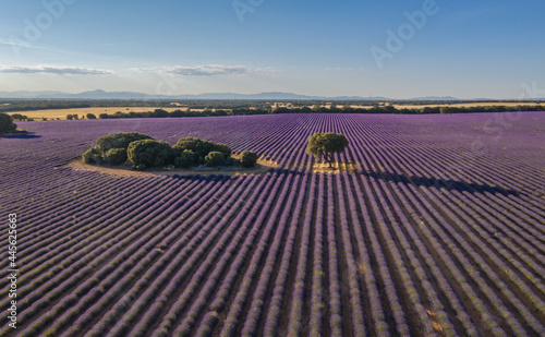 Campos de lavanda en Brihuega a vista de dron