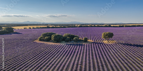Campos de lavanda en Brihuega a vista de dron