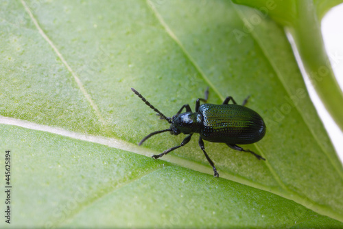 Leaf Beetle Chrysomelidae Oulema gallaeciana sitting on a leaf in close view
