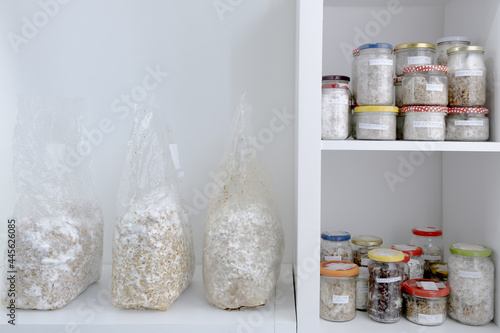 Glass container with inoculated mycelium of ShiiTake Lentinula Edodes mushrooms, biotechnology hobby, Growing Various substrate kit Organic mushrooms on home cultivation and on Mushroom home farm photo