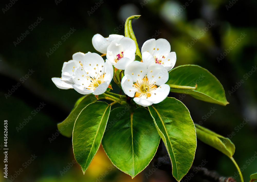 Fototapeta premium white buttercups