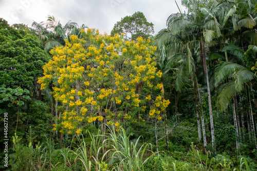   rvore com flores amarelas