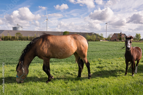 horses grazing on a meadow with wind turbines in holland