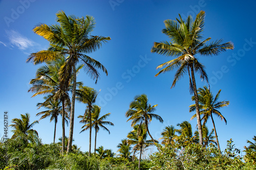 palmeiras no meio da natureza com céu azul de fundo photo