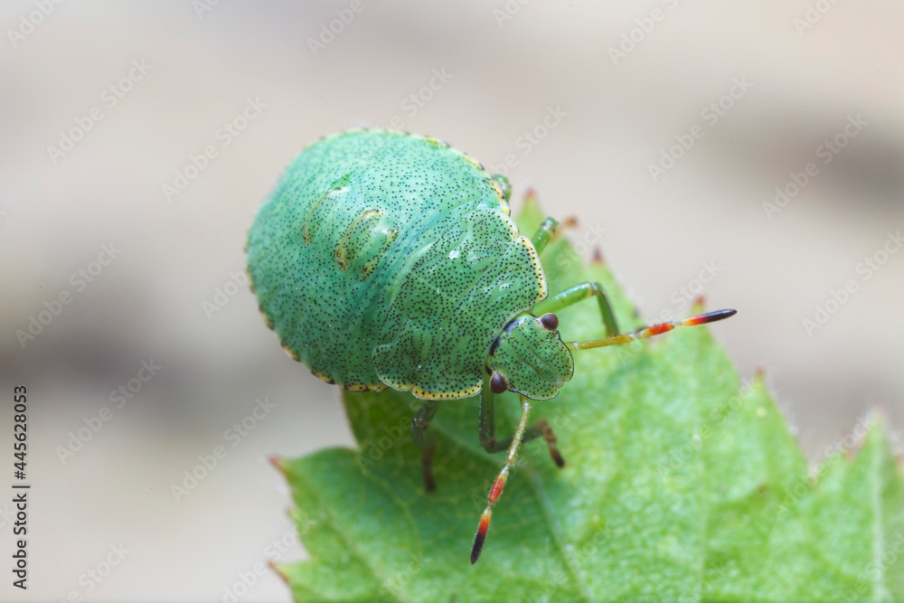 Naklejka premium Juvenile of Stinkburg Pentatomidae Palomena viridis