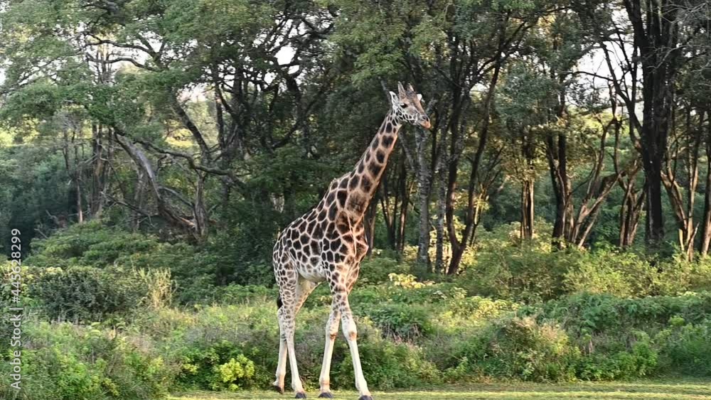 giraffes came from the wild forest to people's homes for breakfast giraffes came from the wild forest to people's homes for breakfast