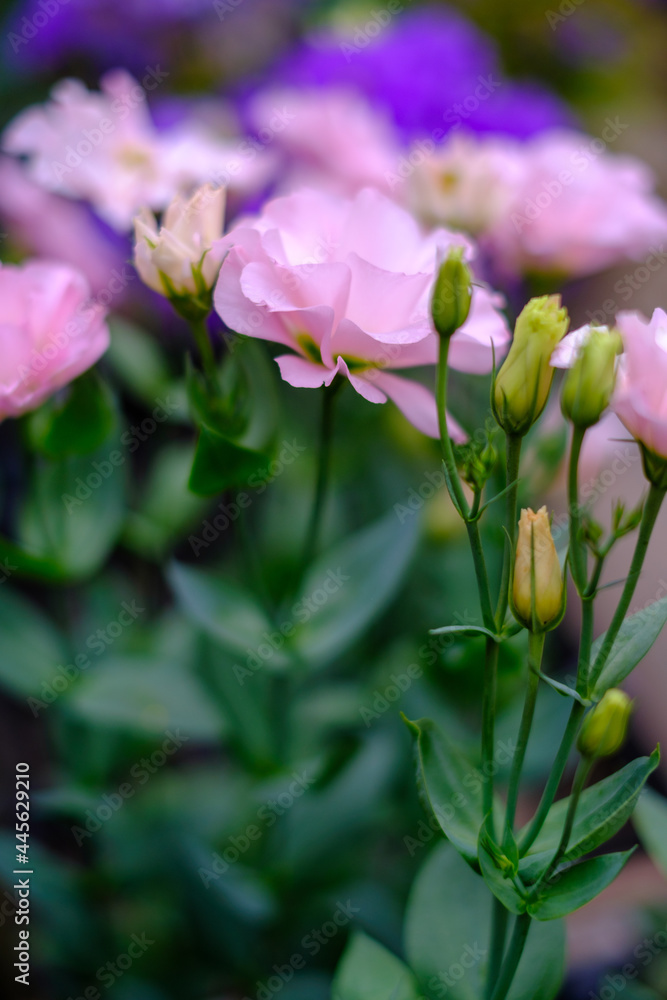 初夏から秋にかけて咲くピンクのトルコキキョウの花。大きく華やかな印象。花言葉は「優美」「清々しい美しさ」