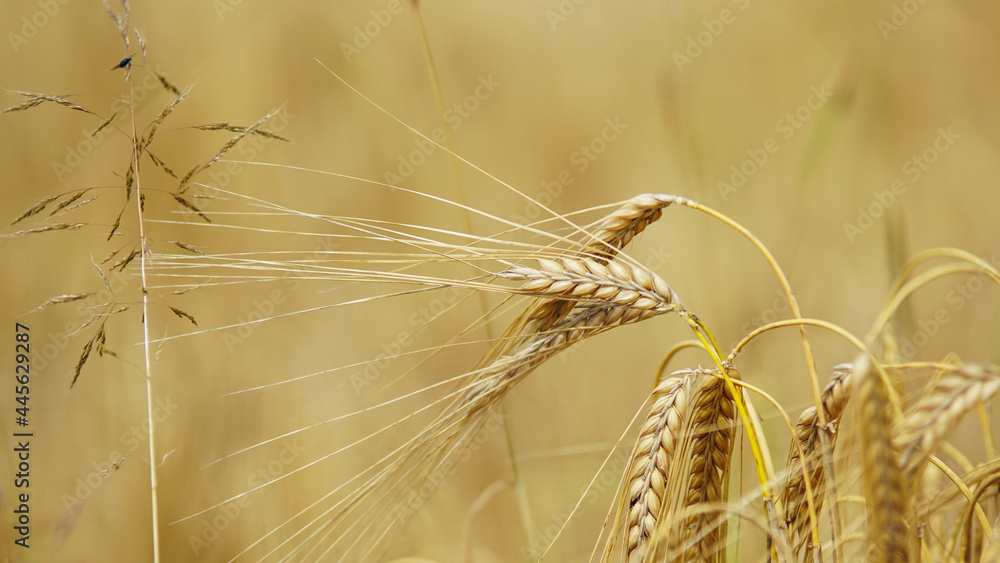 The very essential grain all over the world The very essential grain all over the world