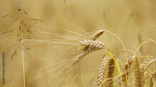 The very essential grain all over the world photo