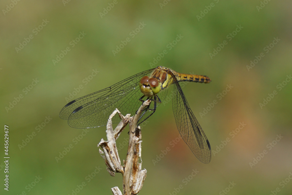Common darter (Sympetrum striolatum), family Libellulidae resting on a withered common evening-primrose (Oenothera biennis) in a Dutch garden. July. Common darter (Sympetrum striolatum), family Libellulidae resting on a withered common evening-primrose (Oenothera biennis) in a Dutch garden. July.