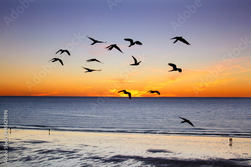 flock of parrots flying with a view of the sunrise