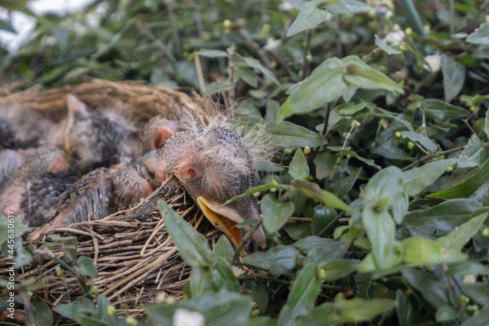 Baby birds in nest with greenery Baby birds in nest with greenery
