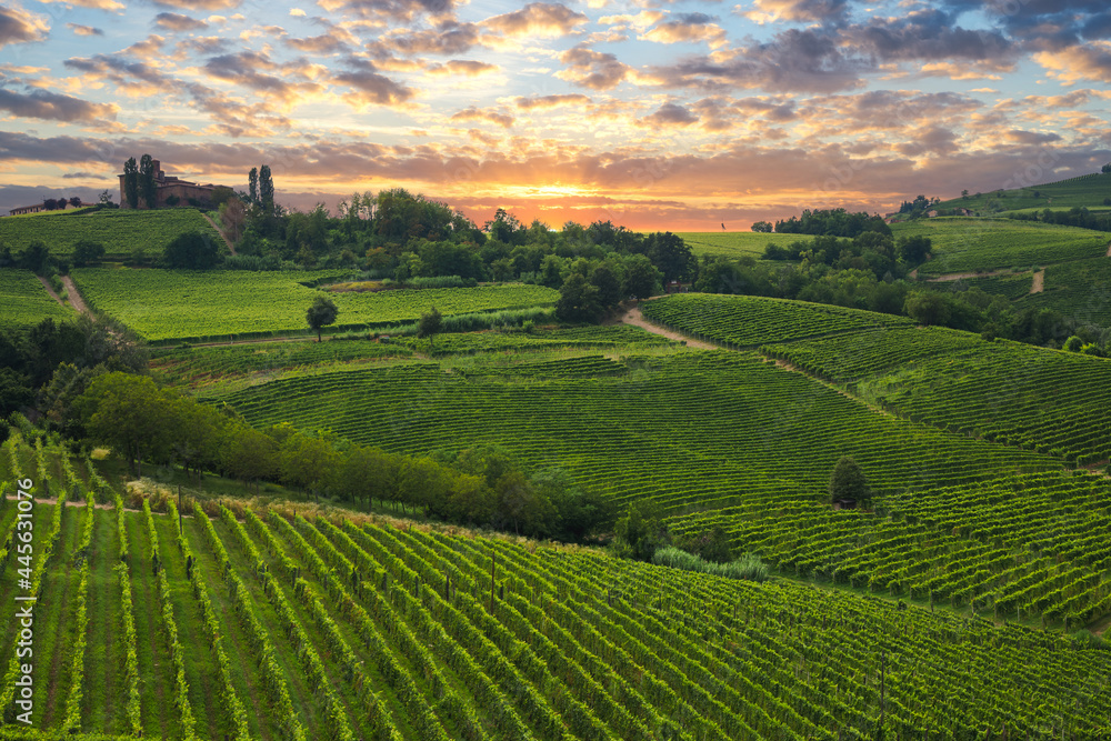 Beautiful vineyards at sunset in Langhe, Piedmont, Italy Beautiful vineyards at sunset in Langhe, Piedmont, Italy