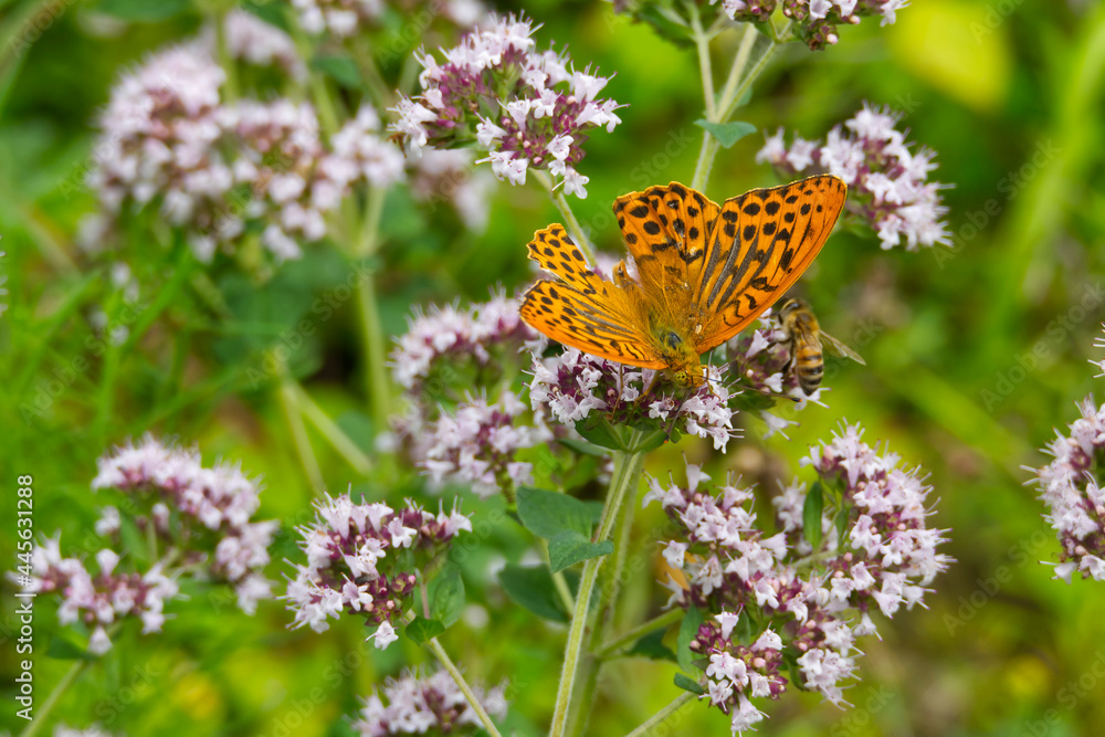 Obraz premium Silver-washed Fritillary butterfly (Argynnis paphia) with open wings sitting on white flower in Zurich, Switzerland