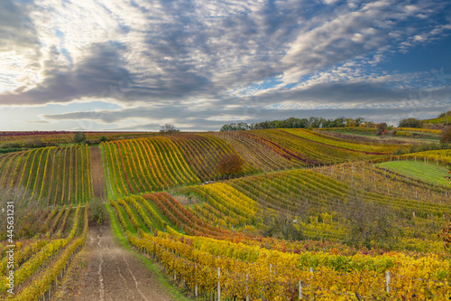 Autumn vineyard near Cejkovice, Southern Moravia, Czech Republic © Richard Semik