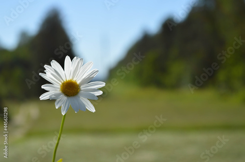 Close up of the daisy with green forest in the background