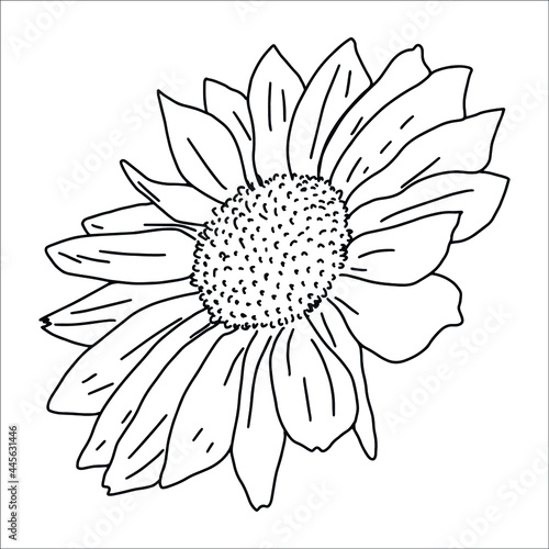 Fototapeta Naklejka Na Ścianę i Meble -  sunflower. flower contour. coloring.  vector eps 10