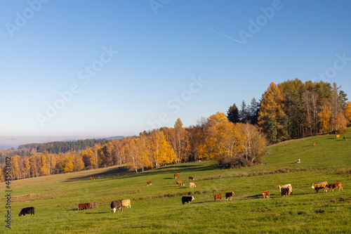 Typical Sumava autumn landscape, Southern Bohemia, Czech Republic
