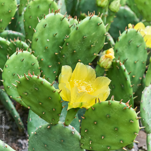Prickly pear cactus with yellow flower.