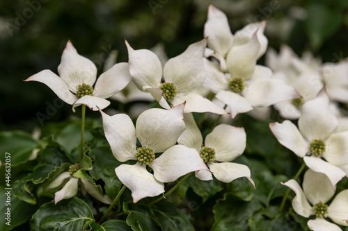 Chinesischer Blumenhartriegel