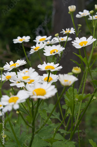 Vertical shot of blooming feverfew flowers in a meadow photo