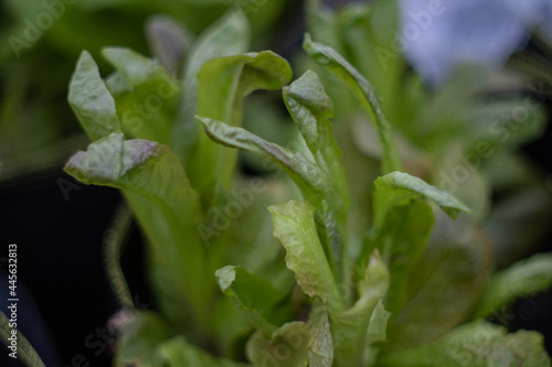 Close up Lettuce greens in a greenhouse
