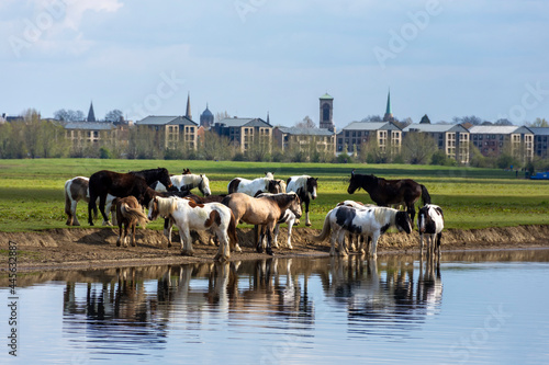 A herd of horses grazing on Port Meadow, Oxford ,England, UK