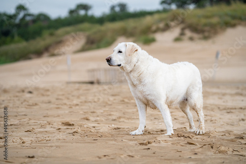 Labrador retriever of white, brown, tan color, playing and running on the beach, and splashing in the water with the waves of the sea