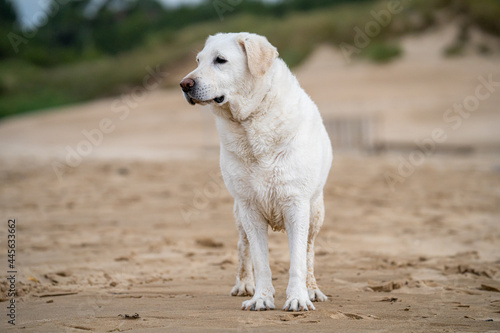Labrador retriever of white, brown, tan color, playing and running on the beach, and splashing in the water with the waves of the sea