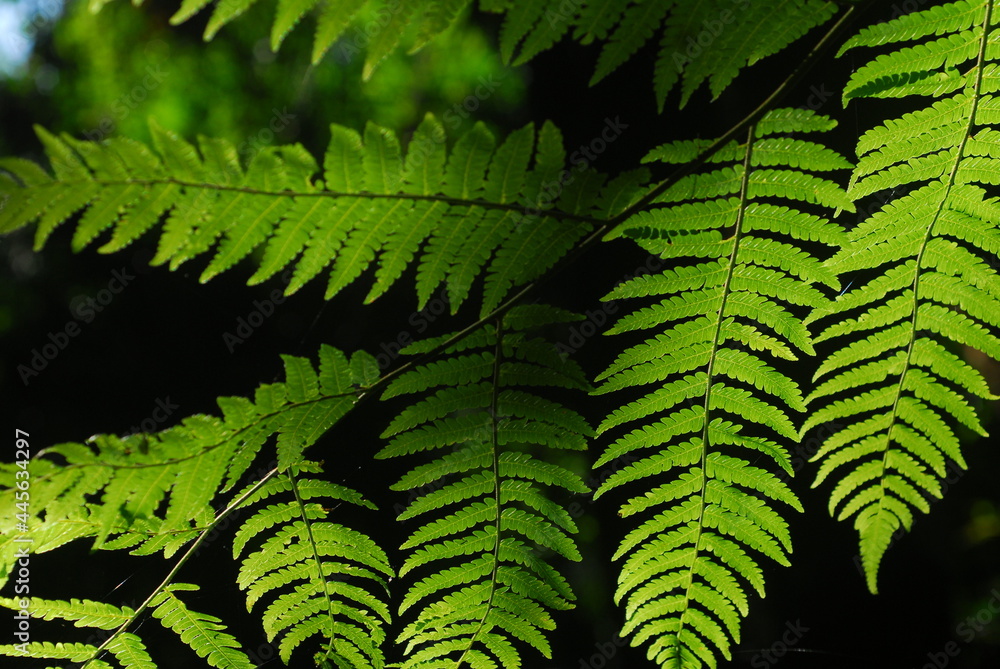 Nature Life Nature Life