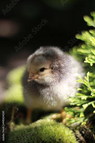 baby chicken in the grass