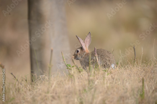 rabbit in the grass