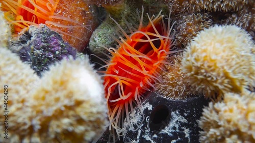 Marine life, a bivalve mollusk Flame scallop, Ctenoides scaber, Caribbean sea, Mexico photo