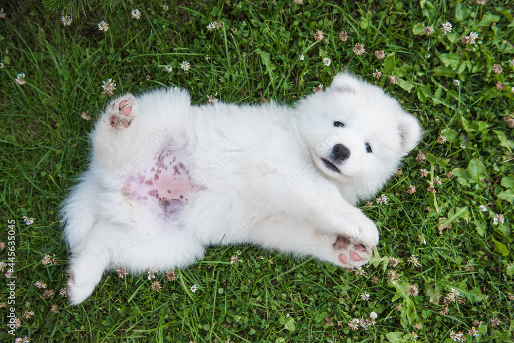 Funny Samoyed puppy dog top view in the garden Funny Samoyed puppy dog top view in the garden