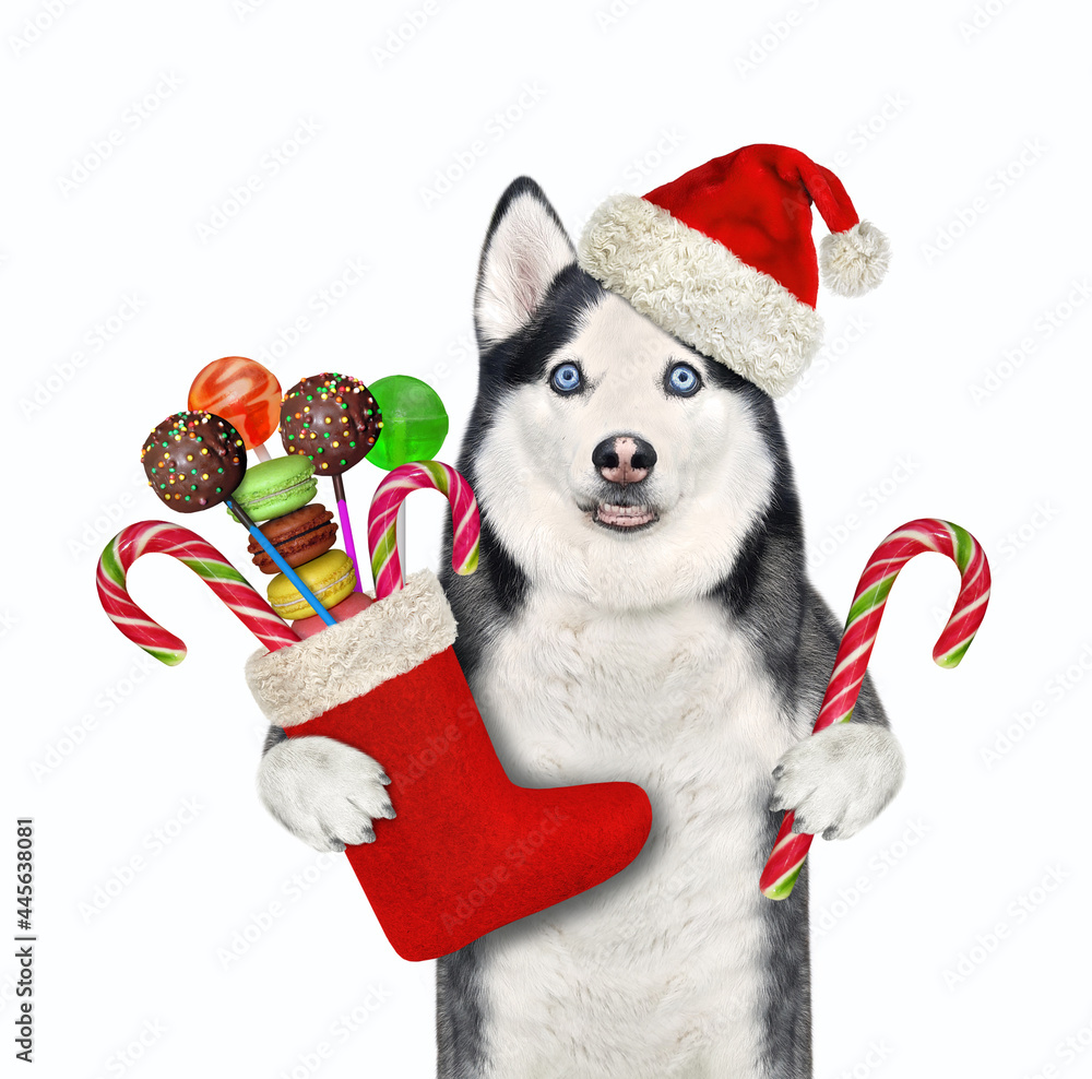 A dog husky in a Santa Claus red hat holds a Christmas boot full of sweets. White background. Isolated. A dog husky in a Santa Claus red hat holds a Christmas boot full of sweets. White background. Isolated.