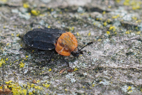 Selective focus shot of a red-breasted Carrion beetle (Oiceoptoma thoracicum) on the ground photo