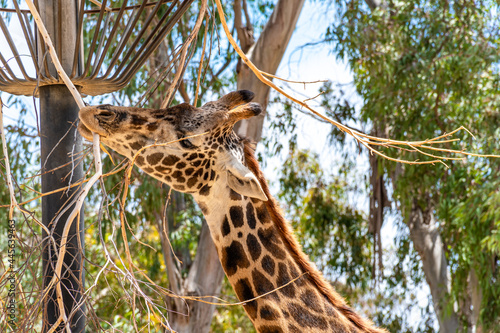 Canvas Print A reticulated giraffe eating.