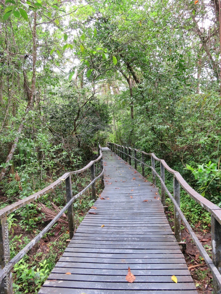 Obraz drewniany most w lesie deszczowym, Kostaryka